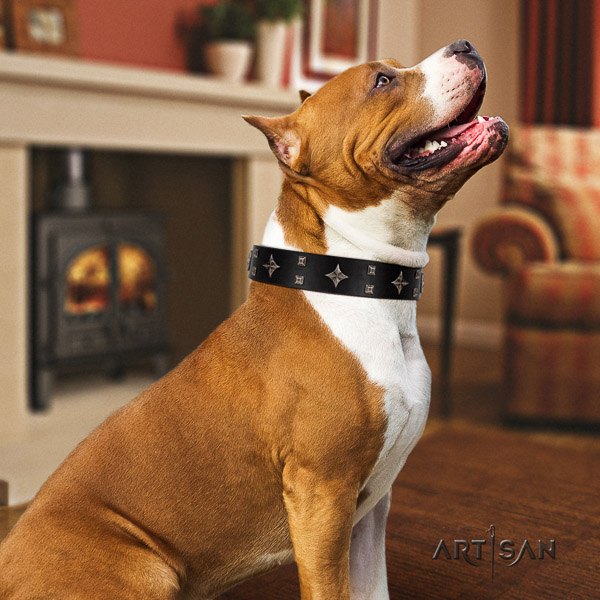 Amstaff best quality full grain genuine leather dog collar for everyday walking