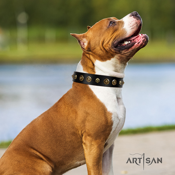 Amstaff designer natural genuine leather dog collar for stylish walking