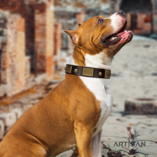 Amstaff studded full grain natural leather dog collar for everyday use