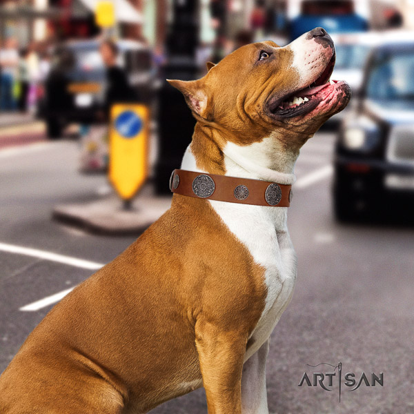 Amstaff handcrafted natural genuine leather dog collar for walking
