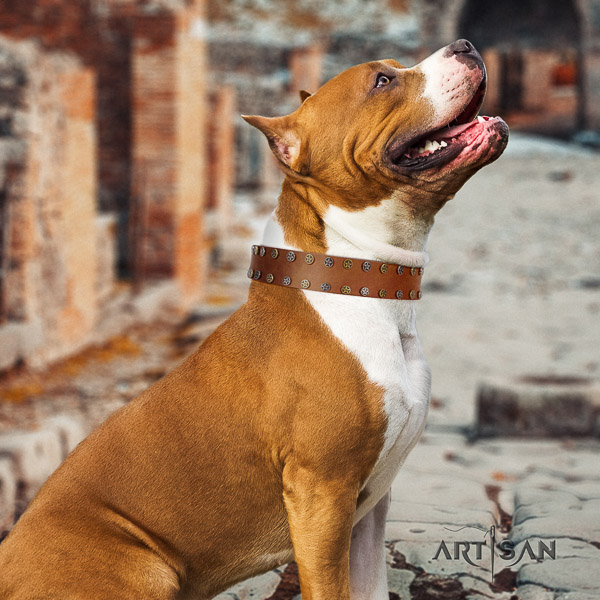 Amstaff top quality full grain leather dog collar for comfortable wearing