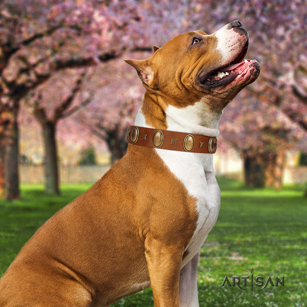 Amstaff fine quality full grain genuine leather dog collar for daily use