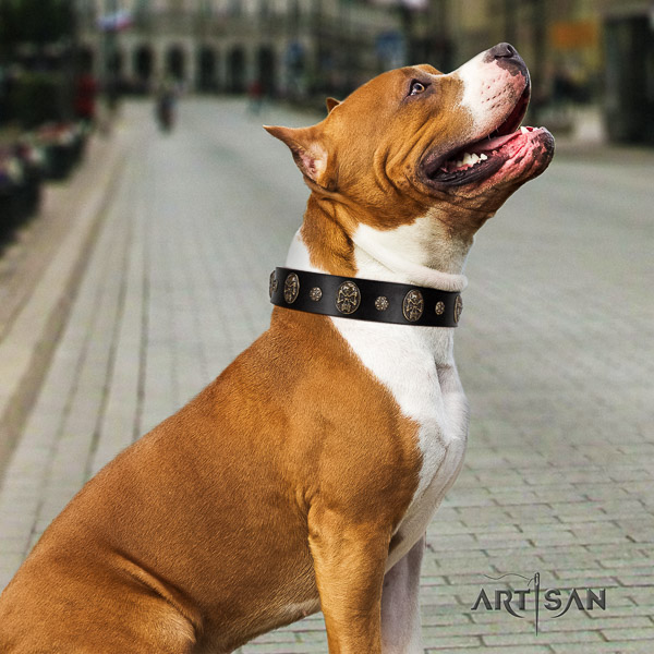 Amstaff fashionable full grain genuine leather dog collar for daily walking