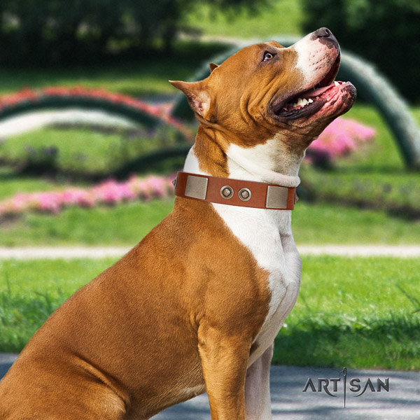 Amstaff exceptional genuine leather dog collar for comfortable wearing
