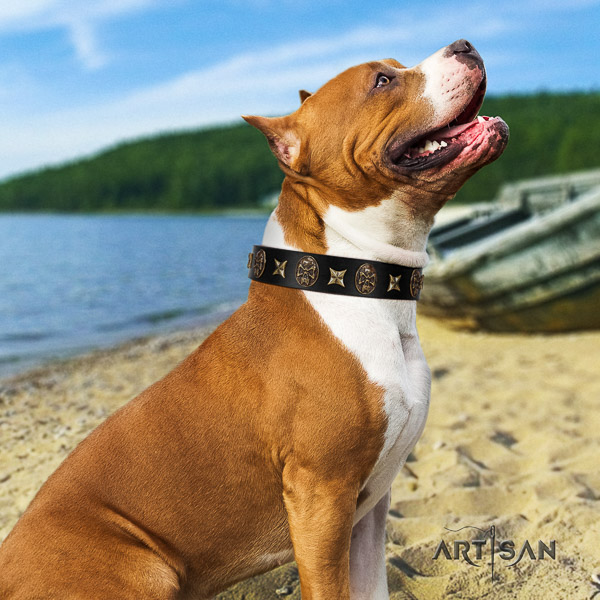 Amstaff top notch leather dog collar for comfortable wearing