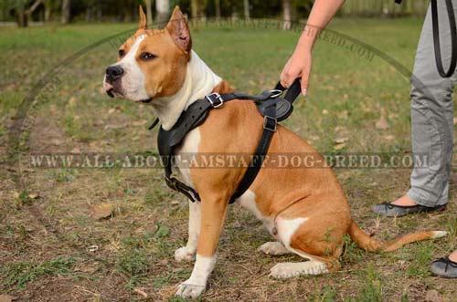 Wonderful Training Dog Accessory Will Perfectly Fit Your Amstaff Dog Breed
