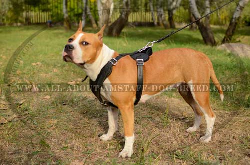 100 Full Grain Natural Leather Amstaff Dog Harness