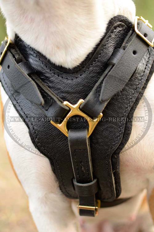 Astonishing Amstaff Dog Harness With Protective Chest  Plate
