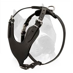 Improved Amstaff Dog Harness For Many Purposes