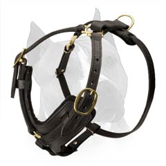 Ultra-Modern Designed Amstaff Dog Harness