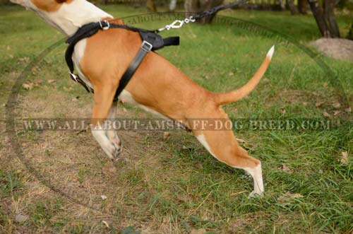 Magic Dog Harness For Different Types Of Training