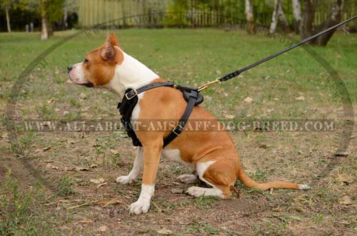Wide Chest Plated Amstaff Dog Harness For More Comfort