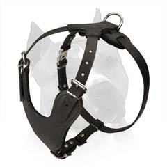Amstaff Dog Harness With Wide Chest Plate
