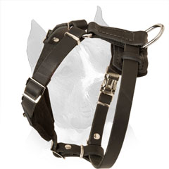 Puppy Studded Leather Harness for Amstaff with Nickel D-ring on Back Plate