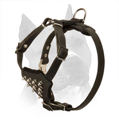 Spiked Puppy Leather Harness for Amstaff Walking in Style